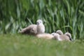 A group of Mute Swan Cygnets in a swan nest Royalty Free Stock Photo