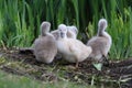 A group of Mute Swan Cygnets resting on a bank near a swan nest Royalty Free Stock Photo