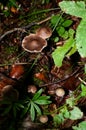 A group of mycetinis scorodonius mushrooms on forest floor