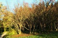 Group of naked broadleaf black birch trees, also called river birch or water birch, latin name Betula Nigra, in afternoon sunshine