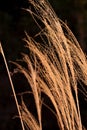 Group of Naked Silver Grasses under Sunlight