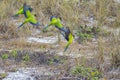 Nanday Conures Taking Flight From A Sandy Grass Field