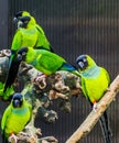 Group of Nanday parakeets together in the aviary, Popular pets from America, Tropical and colorful small parrots