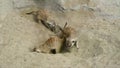 Group of meerkat Suricata suricatta digging in the sand and playing around