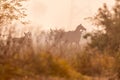 A group of Neelgai