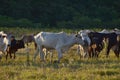 Group of Nellore Bos taurus indicus cattle grazing in the field at sunset. Beef cattle in a farm in countryside of SÃÂ£o Paulo Royalty Free Stock Photo