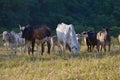 Group of Nellore Bos taurus indicus cattle grazing in the field at sunset. Beef cattle in a farm in countryside of SÃÂ£o Paulo Royalty Free Stock Photo