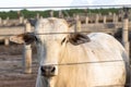 A group of nellore cattle in confinement Royalty Free Stock Photo