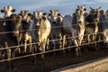 A group of nellore cattle in confinement Royalty Free Stock Photo