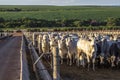 A group of nellore cattle in confinement Royalty Free Stock Photo