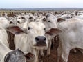 A group of Nelore cattle herded in confinement in a cattle farm Royalty Free Stock Photo