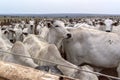 A group of Nelore cattle herded in confinement in a cattle farm Royalty Free Stock Photo