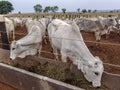 A group of Nelore cattle herded in confinement in a cattle farm Royalty Free Stock Photo