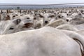 A group of Nelore cattle herded in confinement in a cattle farm Royalty Free Stock Photo