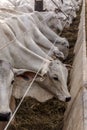 A group of Nelore cattle herded in confinement in a cattle farm Royalty Free Stock Photo