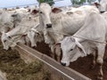 A group of Nelore cattle herded in confinement in a cattle farm Royalty Free Stock Photo