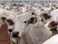 A group of Nelore cattle herded in confinement in a cattle farm in Mato Grosso state Royalty Free Stock Photo