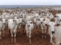 A group of Nelore cattle herded in confinement in a cattle farm in Mato Grosso state Royalty Free Stock Photo