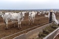 A group of Nelore cattle herded in confinement in a cattle farm in Mato Grosso state Royalty Free Stock Photo