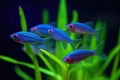 group of neon tetras glowing in dark tank Royalty Free Stock Photo