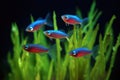 group of neon tetras glowing in dark tank