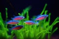 group of neon tetras glowing in dark tank Royalty Free Stock Photo