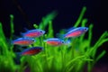 group of neon tetras glowing in dark tank