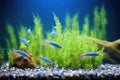 a group of neon tetras under spotlight in a planted tank Royalty Free Stock Photo