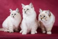 Group of neva masquerade kitten on red background Royalty Free Stock Photo