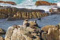 A group of New Zealand fur seals swimming, sunbathing on Colony Royalty Free Stock Photo