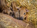 Three hungry newborn piglets Royalty Free Stock Photo