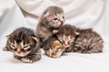 Group of newborn kittens. Blind little cute kittens are waiting