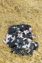 Group of newborn piglets in the farm