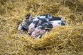 Group of newborn piglets in the farm