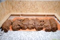 Group of newborn small puppies of irish setter