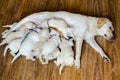 Group of newborn white labrador puppies sucking milk from bitch.