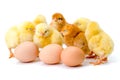 Group of newborn yellow chickens with eggs