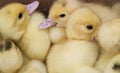 Group of newborn yellow ducklings close-up.