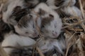 Group newly born Russian hamsters