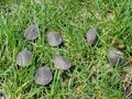 A group of baby painted turtles in grass