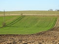 Beautiful roe deer in spring field, Lithuania