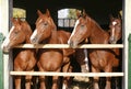 Group of nice thoroughbred foals looking over stable door Royalty Free Stock Photo