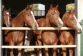 Group of nice thoroughbred foals looking over stable door Royalty Free Stock Photo