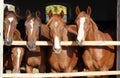 Group of nice thoroughbred foals looking over stable door Royalty Free Stock Photo