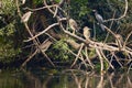 a group of night herons on the branches Royalty Free Stock Photo