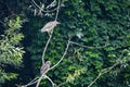 a group of night herons on the branches Royalty Free Stock Photo