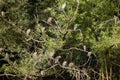 a group of night herons on the branches Royalty Free Stock Photo