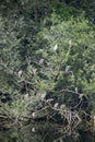 a group of night herons on the branches Royalty Free Stock Photo