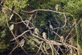 a group of night herons on the branches Royalty Free Stock Photo