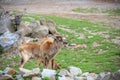 Group of Nile lechwe or Mrs Gray`s lechwe Kobus megaceros is an endangered species of antelope found in swamps and grasslands i Royalty Free Stock Photo